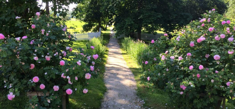 Lurøygården – renessansehagen ved polarsirkelen